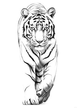 Tattoo template of a graceful and fierce prowling tiger