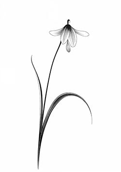 Tattoo template of a delicate snowdrop flower in black ink, capturing minimalist botanical elegance