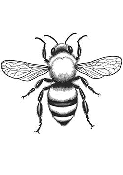 Tattoo template of a detailed bee with delicate wings and striped body