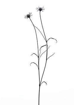 Tattoo template of a delicate pair of flowers with slender stems