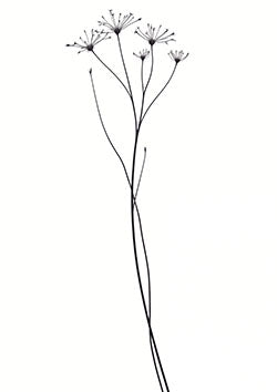 Tattoo template of a minimalist flower design with thin stems and delicate blossoms