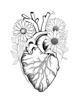 Tattoo template of a realistic anatomical heart interwoven with detailed sunflowers, symbolizing the fusion of vitality and nature, botanical theme