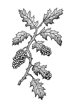 Tattoo template of a grapevine with detailed leaves and clusters of grapes