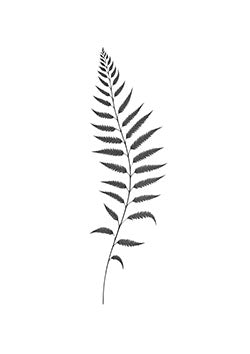 Tattoo template of an elegant fern leaf design