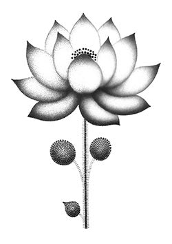 Tattoo template of a stylized dotwork lotus flower with seed pods