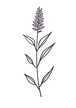 Tattoo template of a minimalist lavender sprig with purple blooms and green leaves