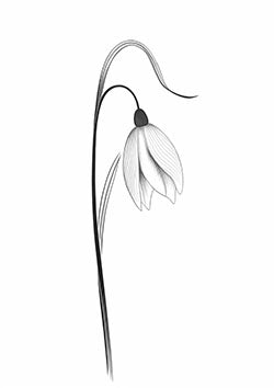 Tattoo template of a delicate snowdrop flower with a curved stem