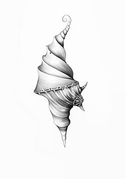 Tattoo template of a detailed spiraled shell with intricate patterns