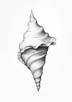 Tattoo template of a detailed swirling seashell