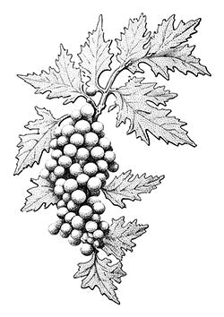 Tattoo template of a grapevine with clusters of grapes and leaves