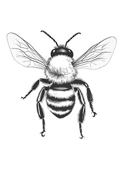 Tattoo template of a detailed honey bee with delicate wings