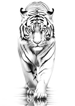 Tattoo template of a white tiger walking forward with intense gaze and detailed stripes