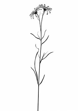 Tattoo template of a slender stem with two blooming flowers capturing nature's elegance and fragility