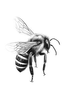 Tattoo template of a detailed realistic bee with transparent wings and intricate fuzzy texture