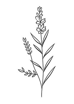 Tattoo template of a sage plant with slender leaves and budding flowers