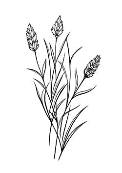 Tattoo template of a delicate trio of wild grasses with feathery heads