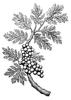 Tattoo template of a grapevine with ripe grapes