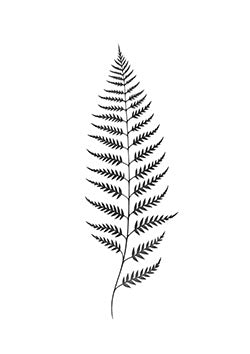 Tattoo template of a symmetric fern leaf design.