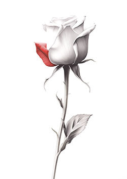 Tattoo template of a white rose with one crimson petal, symbolizing love and purity