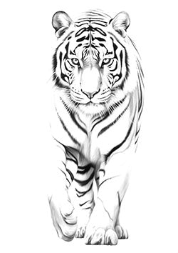 Tattoo template of a majestic tiger walking forward, exuding power and grace