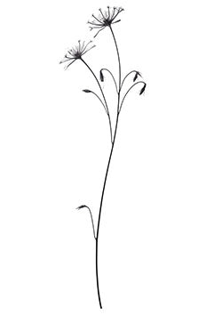 Tattoo template of a delicate wildflower with long stems and detailed petals