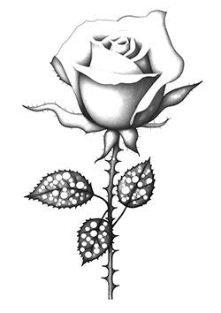 Tattoo template of a realistic rose with dewy leaves