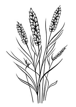 Tattoo template of a detailed wheat stalks symbolizing abundance and growth