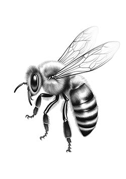 Tattoo template of a detailed honey bee with delicate wings and a textured body