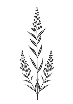 Tattoo template of a lavender plant with detailed blossoms and leaves