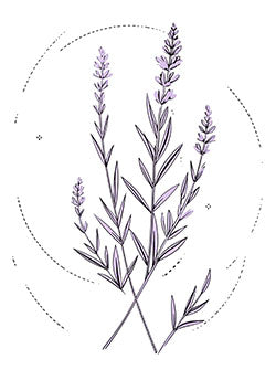 Tattoo template of a delicate lavender plant with soft purple flowers and slender green leaves in a dashed circle