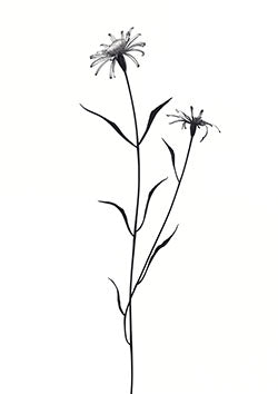 Tattoo template of a minimalist black and white daisy with slender stems and delicate leaves