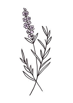 Tattoo template of a lavender sprout with tiny purple flowers