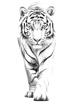 Tattoo template of a majestic tiger walking forward with a fierce and intense gaze