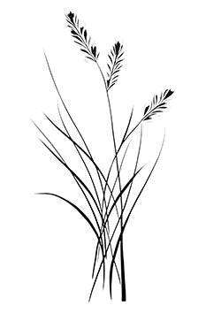 Tattoo template of a minimalist cluster of elegant wild grasses swaying gently.