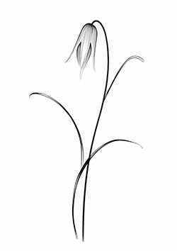 Tattoo template of a delicate drooping flower with elegant thin stems representing beauty and melancholy