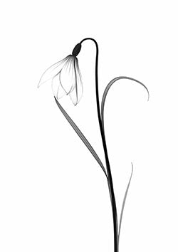 Tattoo template of a delicate snowdrop flower, elegantly drooping and translucent.