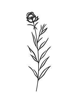 Tattoo template of a delicate single stem flower in full bloom