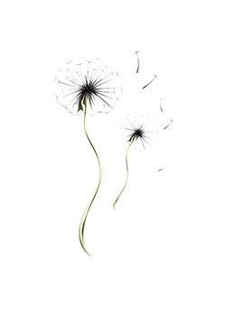 Tattoo template of dandelions with dispersing seeds