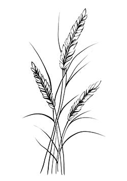 Tattoo template of a detailed trio of wheat stalks representing growth and natural beauty