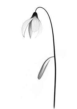 Tattoo template of a delicate flower with arching stem and translucent petals.