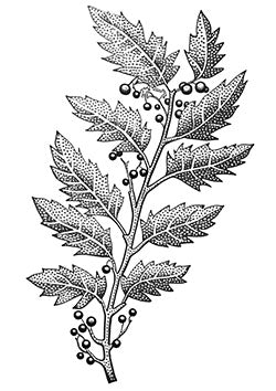 Tattoo template of a leafy branch with berries