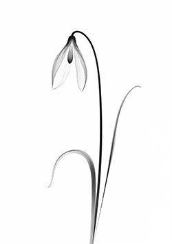 Tattoo template of a delicate snowdrop flower on a slender stem, symbolizing purity and resilience