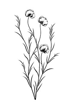 Tattoo template of a poppy flower with slender stems in a minimalist style