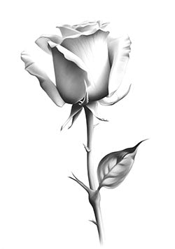 Tattoo template of a shaded rose in full bloom, symbolizing purity and eternal love.