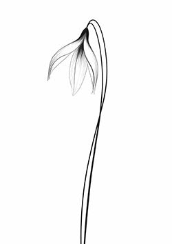 Tattoo template of a delicate snowdrop flower on a slender stem