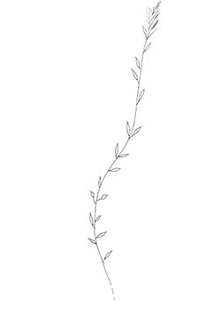 Tattoo template of a single branch with leaves