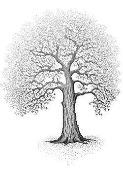 Tattoo template of a detailed majestic oak tree in dotwork style