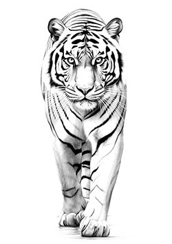 Tattoo template of a detailed tiger walking forward with piercing eyes, exuding strength and grace