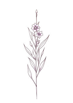 Tattoo template of a tall, delicate flower with purple petals and slender leaves