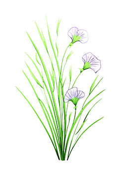 Tattoo template of a trio of delicate purple flowers with green stems and leaves